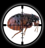 Millennium Pest Control London 374082 Image 6
